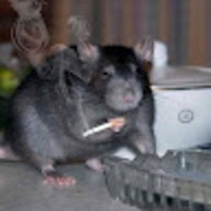 Meet your Posher, Starlin